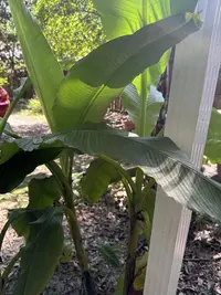 Japanese banana photo by a Botan App user