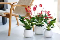 Anthurium andraeanum in the pot