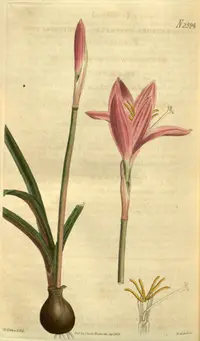 Rose Pink Zephyr Lily