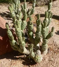 Pine Cone Cactus (Tephrocactus articulatus) plant