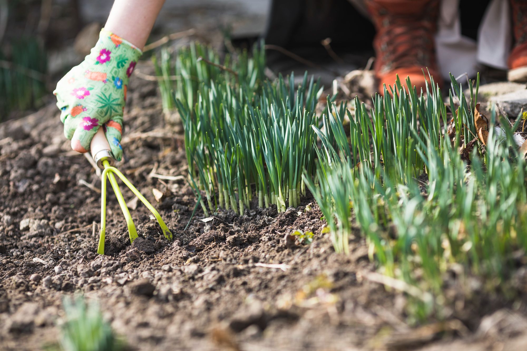 Planting Grass Seed in Summer – Soil Preparation Before Seeding