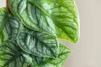 Monstera dubia