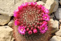 Spiny pincushion cactus