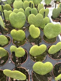 Hoya Hearts photo by a Botan App user