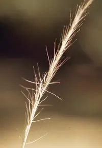 arrowfeather threeawn