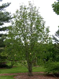 Houpu Magnolia (Magnolia officinalis) plant