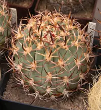 Eriosyce aurata