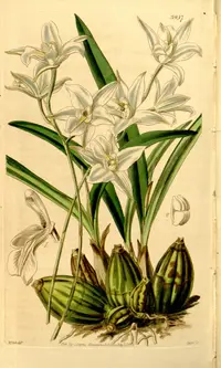 Laelia albida
