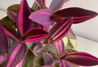 Purple Heart (Tradescantia pallida) plant