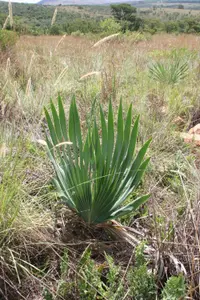 Bushman's Poison Bulb (Boophone disticha) plant
