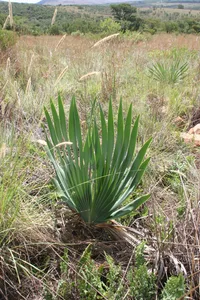 Bushman's Poison Bulb