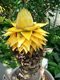 golden lotus banana (Musella lasiocarpa) plant