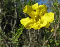 Yellow Pomegranate (Rhigozum obovatum) plant