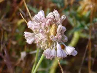 Mediterranean onion