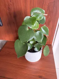 Raindrop Peperomia photo by a Botan App user
