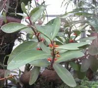 Hydnophytum formicarum