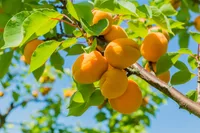 Japanese apricot (Prunus mume) plant