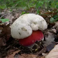 Devil's bolete