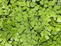 fan maidenhair