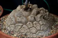 Big Dioscorea elephantipes
