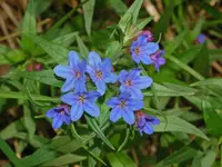 Purple Gromwell