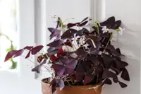 Oxalis triangularis in the pot
