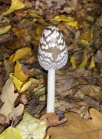 Magpie Inkcap