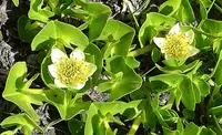 Arrow-leaved Marigold