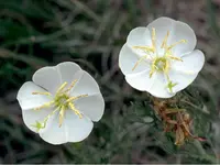 crownleaf evening primrose (Oenothera coronopifolia) plant