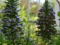 Pine echium