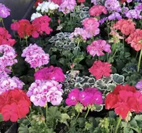 garden geranium