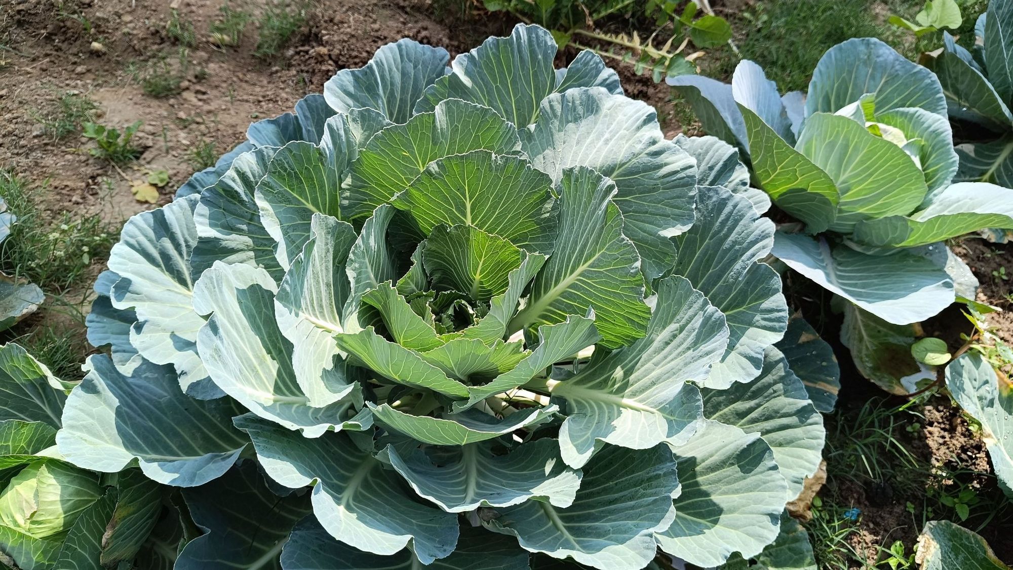 Cabbage