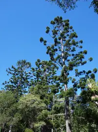Moreton Bay pine