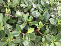Ficus microcarpa leaf