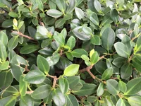 Ficus microcarpa leaf