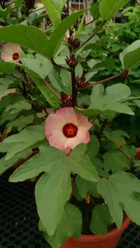 Roselle