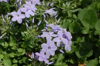 creeping phlox (Phlox stolonifera) plant
