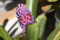 matchstick airplant