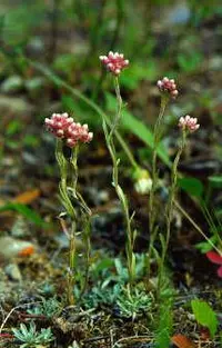 littleleaf pussytoes (Antennaria microphylla) plant