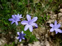 Blue Aphyllanthes (Aphyllanthes monspeliensis) plant