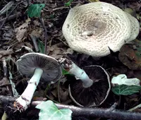 Tufted Wood Mushroom