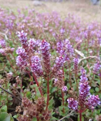Dwarf rotala (Rotala rotundifolia) plant