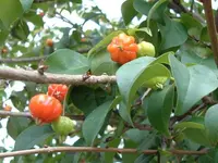 Surinam cherry