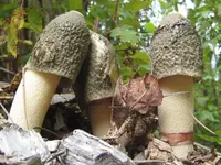 Ravenel's stinkhorn