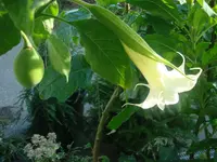 Angel's Trumpet (Brugmansia arborea) plant