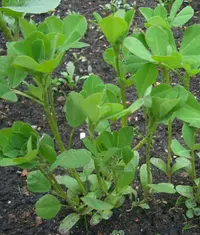 sicklefruit fenugreek