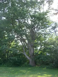 chinkapin oak (Quercus muehlenbergii) plant