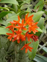 Guarianthe aurantiaca