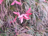 Acer palmatum var. dissectum