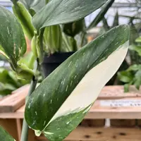 Philodendron 'Cobra' (Philodendron 'Cobra') plant